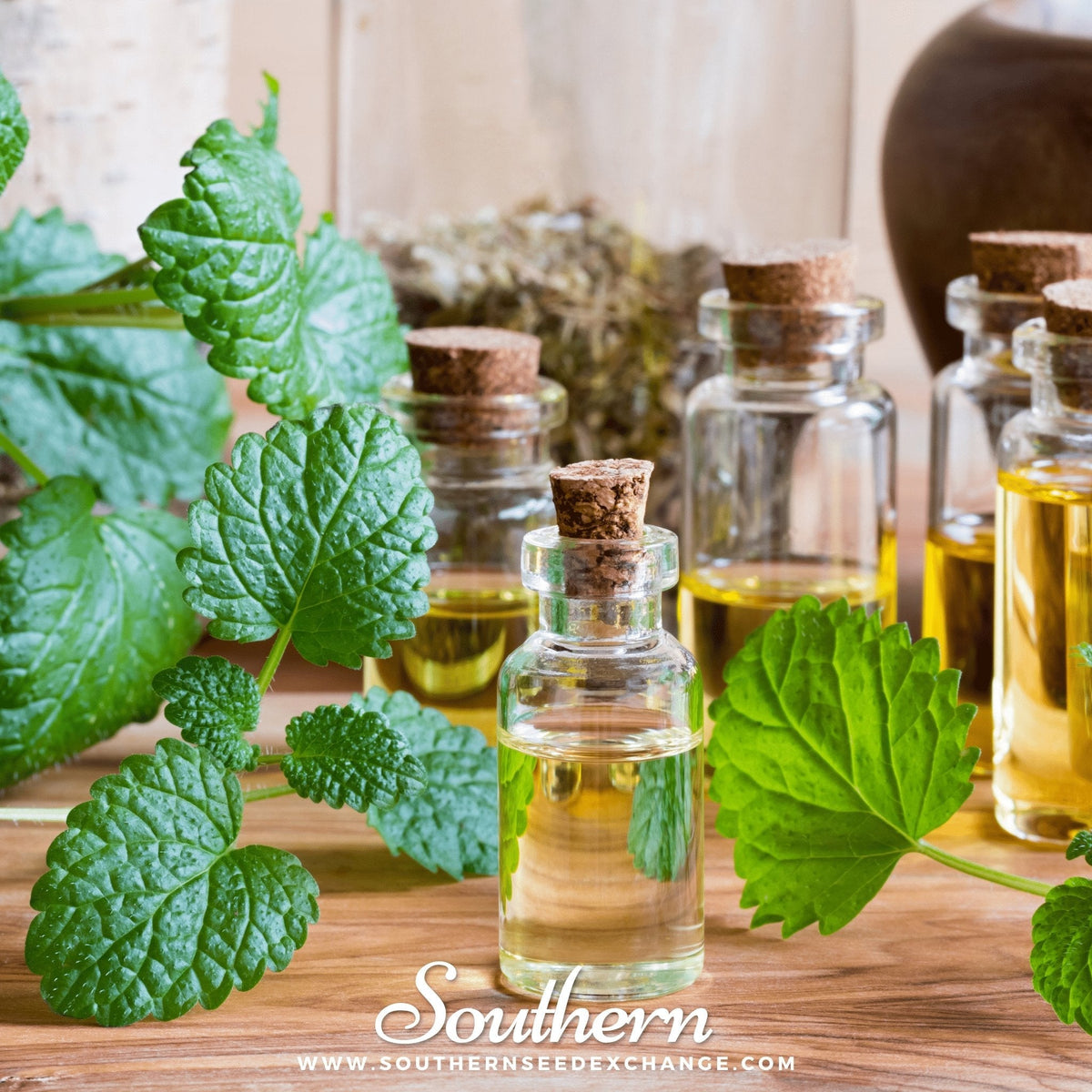 Lemon Balm – 100 Seeds