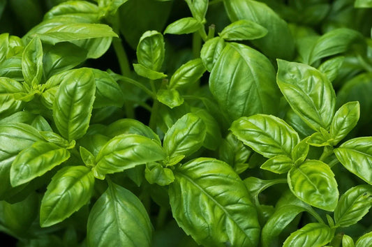 Sweet Basil Seeds - NON-GMO, Easy Grow Herb, Culinary Herb, Ocimum basilicum, Seed Packet
